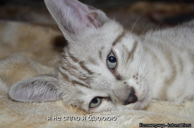 я не сплю я бдюююю... Котоматрица: я не сплю я бдюююю