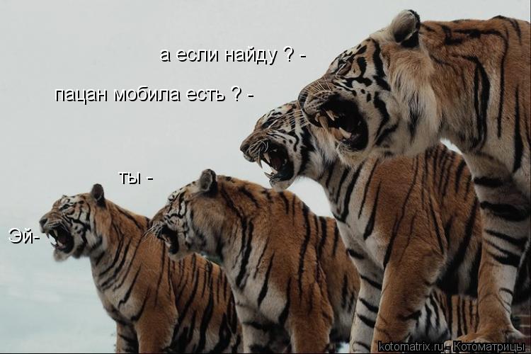 Котоматрица: Эй- пацан мобила есть ? - ты - а если найду ? -