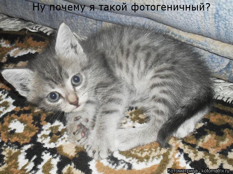 Ну почему я такой фотогеничный?... Котоматрица: Ну почему я такой фотогеничный?