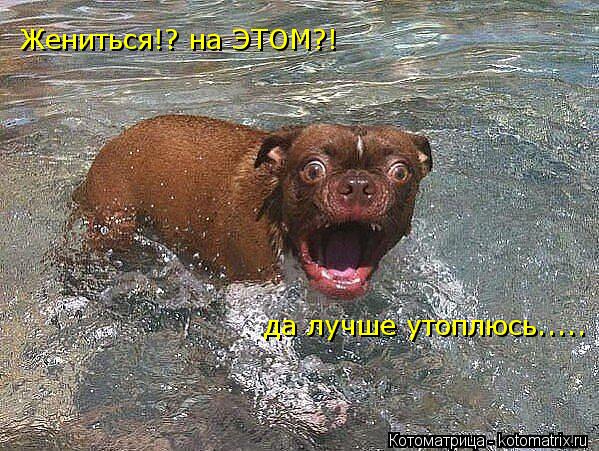 Жениться!? на ЭТОМ?! да лучше утоплюсь........ Котоматрица: Жениться!? на ЭТОМ?! да лучше утоплюсь.....