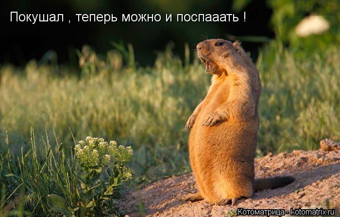 Покушал , теперь можно и поспааать !... Котоматрица: Покушал , теперь можно и поспааать !