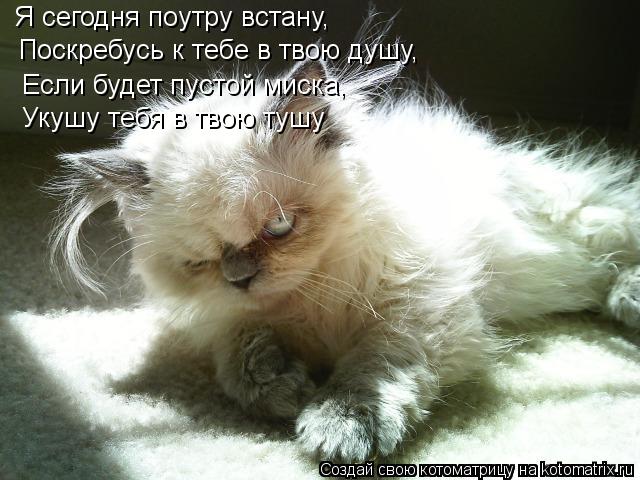 Я сегодня поутру встану, Поскребусь к тебе в твою душу, Если будет пустой миска, Укушу тебя в твою ту... Котоматрица: Я сегодня поутру встану, Поскребусь к тебе в твою душу, Если будет пустой миска, Укушу тебя в твою тушу