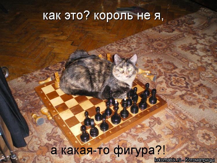 как это? король не я, а какая-то фигура?!... Котоматрица: как это? король не я, а какая-то фигура?!