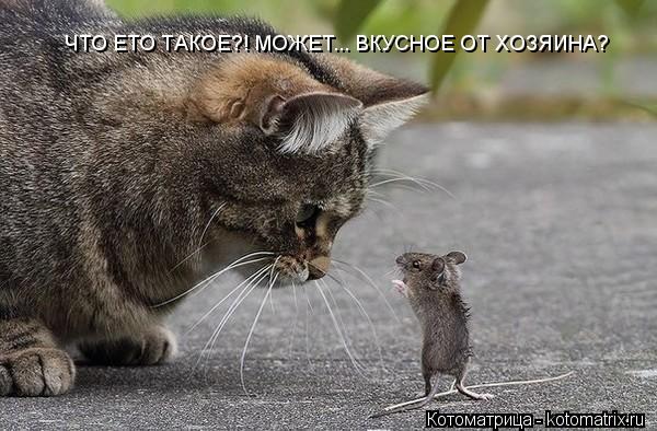 ЧТО ЕТО ТАКОЕ?! МОЖЕТ... ВКУСНОЕ ОТ ХОЗЯИНА?... Котоматрица: ЧТО ЕТО ТАКОЕ?! МОЖЕТ... ВКУСНОЕ ОТ ХОЗЯИНА?