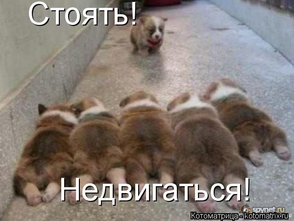 Стоять! Недвигаться!... Котоматрица: Стоять! Недвигаться!