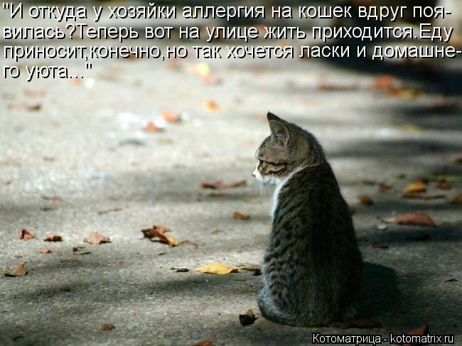 "И откуда у хозяйки аллергия на кошек вдруг поя- вилась?Теперь вот на улице жить приходится.Еду прино... Котоматрица: "И откуда у хозяйки аллергия на кошек вдруг поя- вилась?Теперь вот на улице жить приходится.Еду приносит,конечно,но так хочется ласки и дома