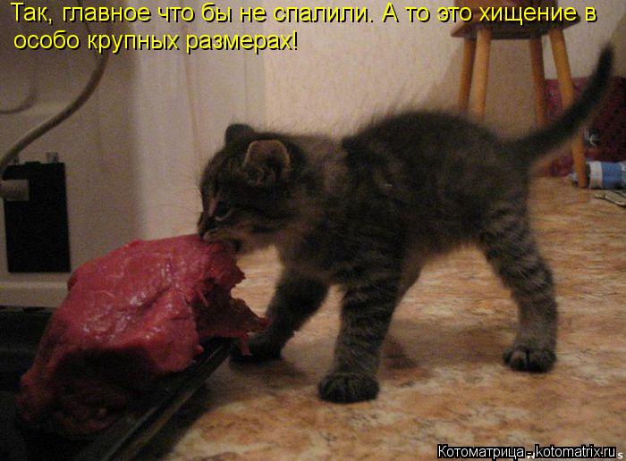 Так, главное что бы не спалили. А то это хищение в особо крупных размерах!... Котоматрица: Так, главное что бы не спалили. А то это хищение в особо крупных размерах!