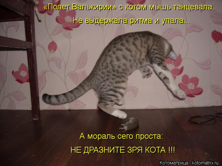 Котоматрица: «Полет Валькирии» с котом мышь танцевала, А мораль сего проста: НЕ ДРАЗНИТЕ ЗРЯ КОТА !!! Не выдержала ритма и упала...