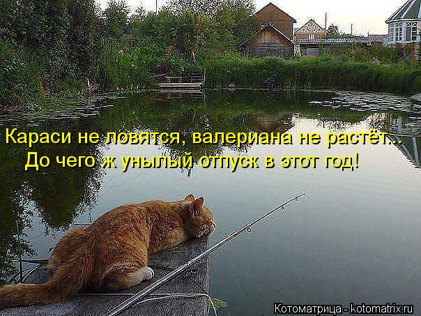 Котоматрица: Караси не ловятся, валериана не растёт... До чего ж унылый отпуск в этот год!