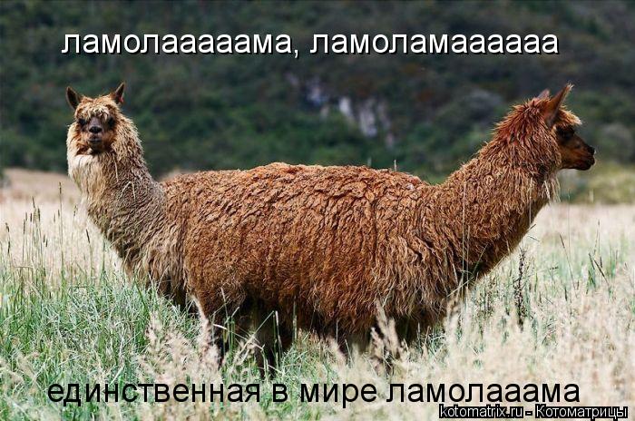 ламолааааама, ламоламаааааа единственная в мире ламолааама... Котоматрица: ламолааааама, ламоламаааааа единственная в мире ламолааама