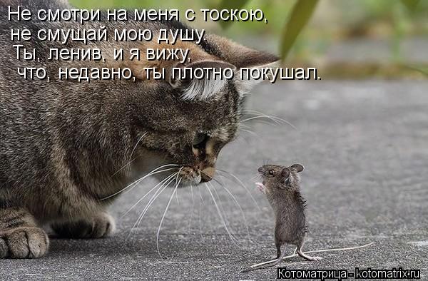 Не смотри на меня с тоскою, не смущай мою душу. Ты, ленив, и я вижу, что, недавно, ты плотно покушал.... Котоматрица: Не смотри на меня с тоскою, не смущай мою душу. Ты, ленив, и я вижу, что, недавно, ты плотно покушал.