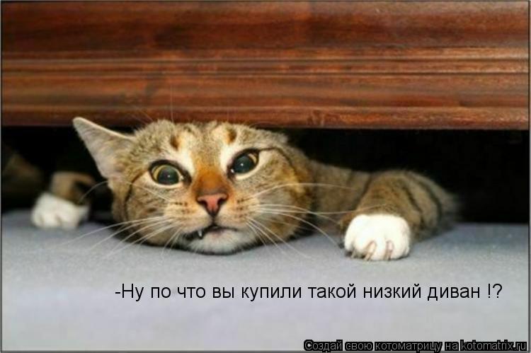 -Ну по что вы купили такой низкий диван !?... Котоматрица: -Ну по что вы купили такой низкий диван !?