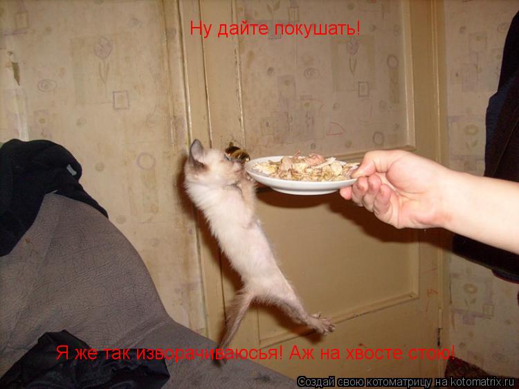 Ну дайте покушать! Я же так изворачиваюсья! Аж на хвосте стою!... Котоматрица: Ну дайте покушать! Я же так изворачиваюсья! Аж на хвосте стою!