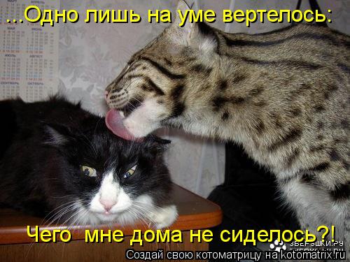 Котоматрица: ...Одно лишь на уме вертелось: Чего  мне дома не сиделось?!