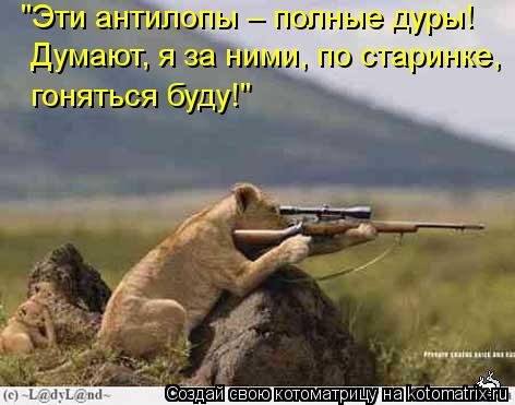 Котоматрица: "Эти антилопы – полные дуры! Думают, я за ними, по старинке, гоняться буду!"