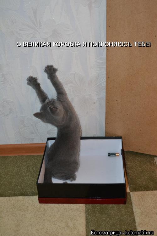 О ВЕЛИКАЯ КОРОБКА Я ПОКЛОНЯЮСЬ ТЕБЕ!... Котоматрица: О ВЕЛИКАЯ КОРОБКА Я ПОКЛОНЯЮСЬ ТЕБЕ!