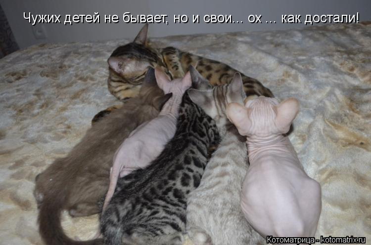 Чужих детей не бывает, но и свои... ох ... как достали!... Котоматрица: Чужих детей не бывает, но и свои... ох ... как достали!