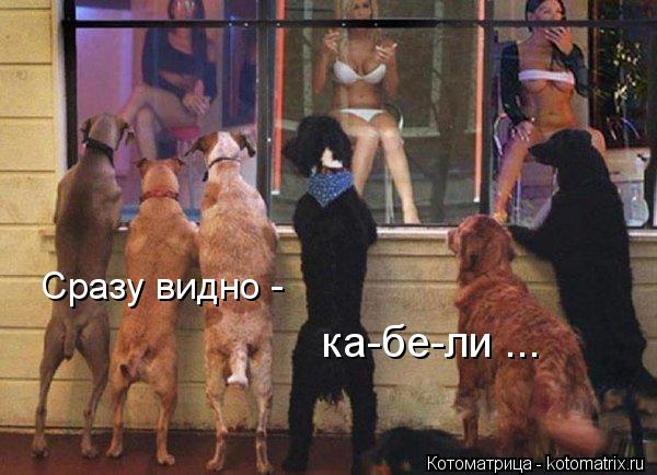 Сразу видно - ка-бе-ли ...... Котоматрица: Сразу видно - ка-бе-ли ...