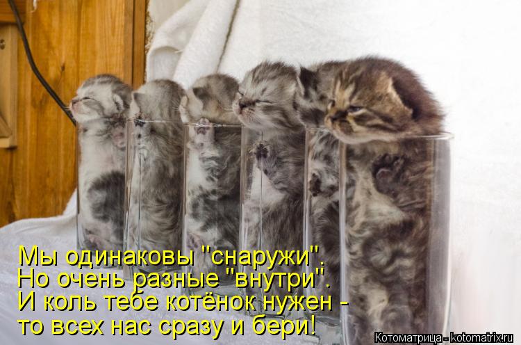 И коль тебе котёнок нужен - то всех нас сразу и бери! Но очень разные "внутри". Мы одинаковы "снаружи... Котоматрица: И коль тебе котёнок нужен - то всех нас сразу и бери! Но очень разные "внутри". Мы одинаковы "снаружи".
