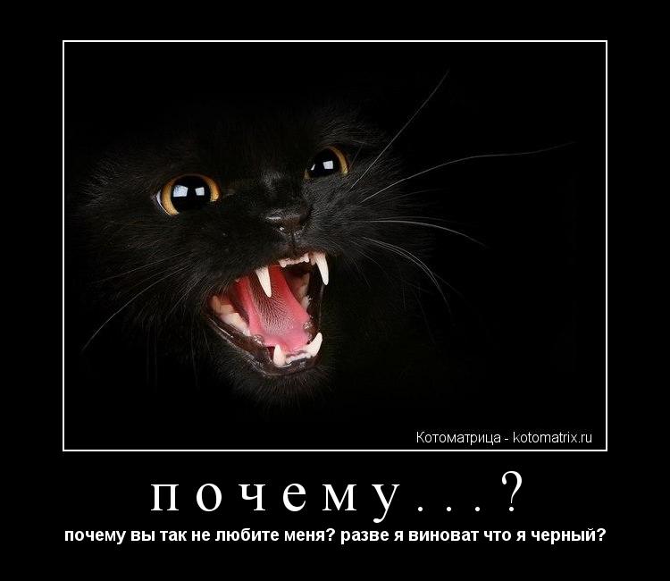 почему...? почему вы так не любите меня? разве я виноват что я черный?... Котоматрица: почему...? почему вы так не любите меня? разве я виноват что я черный?