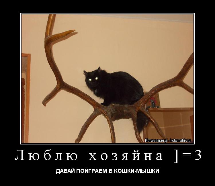Котоматрица: Люблю хозяйна ]=3 ДАВАЙ ПОИГРАЕМ В КОШКИ-МЫШКИ