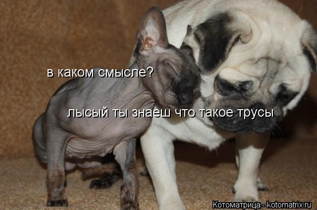 лысый ты знаеш что такое трусы в каком смысле?... Котоматрица: лысый ты знаеш что такое трусы в каком смысле?