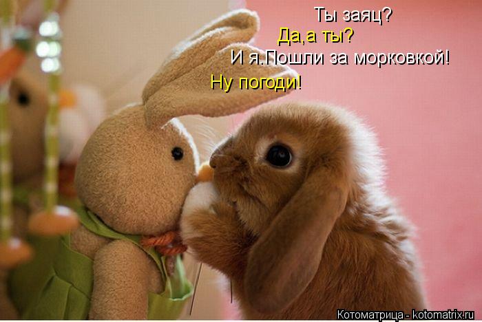 Ты заяц? Да,а ты? И я.Пошли за морковкой! Ну погоди!... Котоматрица: Ты заяц? Да,а ты? И я.Пошли за морковкой! Ну погоди!
