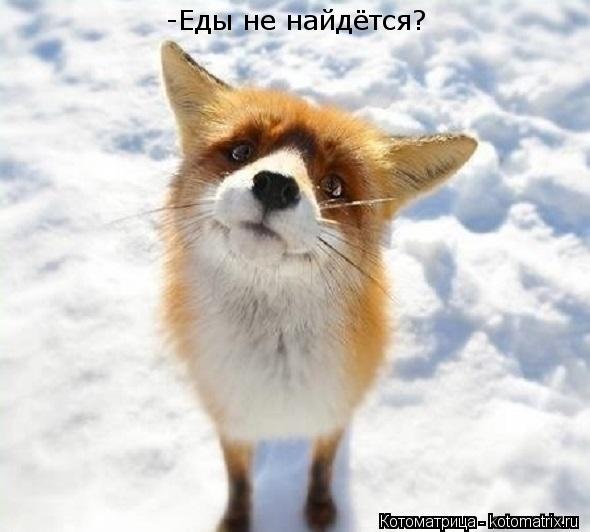-Еды не найдётся?... Котоматрица: -Еды не найдётся?