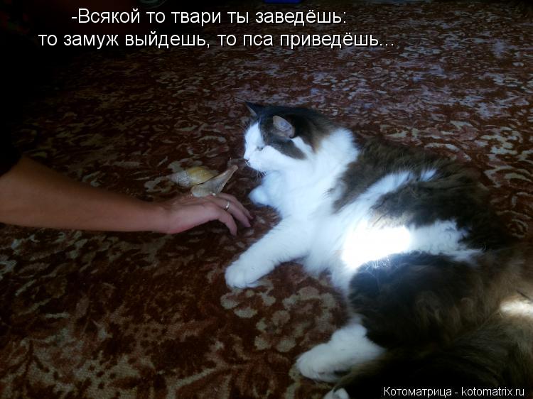 -Всякой то твари ты заведёшь: то замуж выйдешь, то пса приведёшь...... Котоматрица: -Всякой то твари ты заведёшь: то замуж выйдешь, то пса приведёшь...