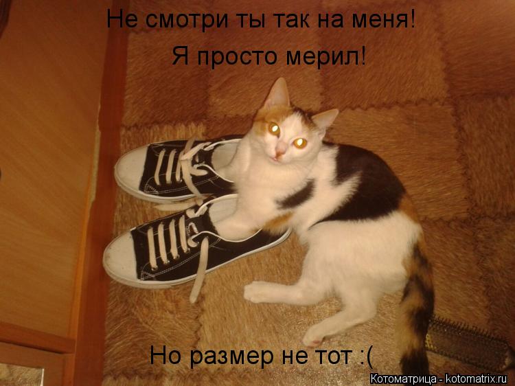 Не смотри ты так на меня! Я просто мерил! Но размер не тот :(... Котоматрица: Не смотри ты так на меня! Я просто мерил! Но размер не тот :(