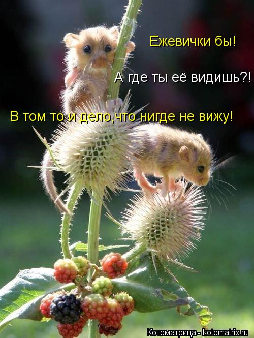 А где ты её видишь?! В том то и дело,что нигде не вижу! Ежевички бы!... Котоматрица: А где ты её видишь?! В том то и дело,что нигде не вижу! Ежевички бы!