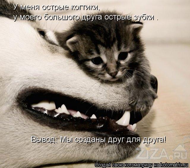 У меня острые когтики, у моего большого друга острые зубки . Вывод: Мы созданы друг для друга!... Котоматрица: У меня острые когтики, у моего большого друга острые зубки . Вывод: Мы созданы друг для друга!