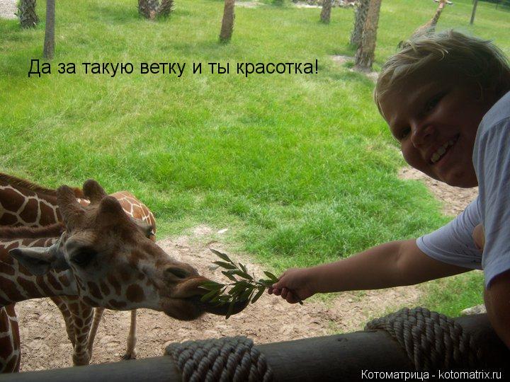 Да за такую ветку и ты красотка!... Котоматрица: Да за такую ветку и ты красотка!