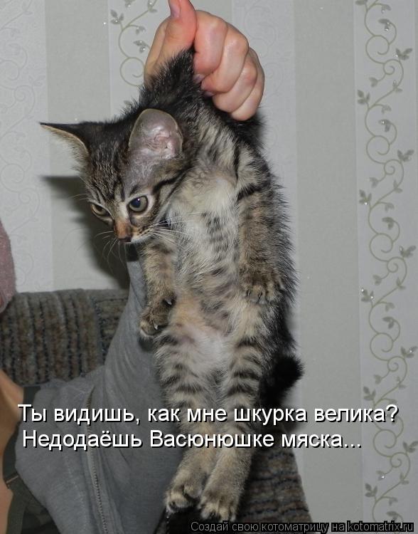 Ты видишь, как мне шкурка велика? Недодаёшь Васюнюшке мяска...... Котоматрица: Ты видишь, как мне шкурка велика? Недодаёшь Васюнюшке мяска...
