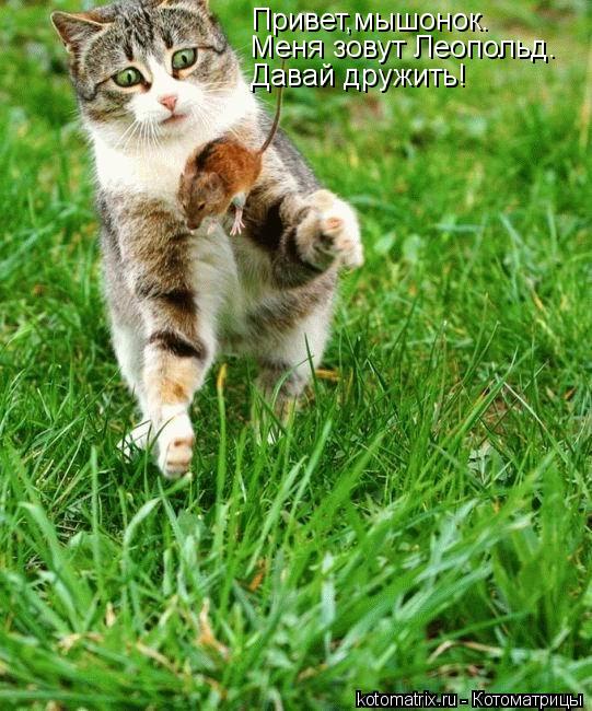 Привет,мышонок. Меня зовут Леопольд. Давай дружить!... Котоматрица: Привет,мышонок. Меня зовут Леопольд. Давай дружить!