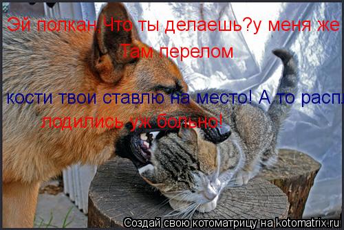 Эй полкан,Что ты делаешь?у меня же там перелом Там перелом кости твои ставлю на место! А то расплодил... Котоматрица: Эй полкан,Что ты делаешь?у меня же там перелом Там перелом кости твои ставлю на место! А то расплодились уж больно... лодились уж больно!
