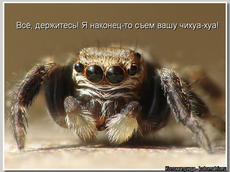 Всё, держитесь! Я наконец-то съем вашу чихуа-хуа!... Котоматрица: Всё, держитесь! Я наконец-то съем вашу чихуа-хуа!