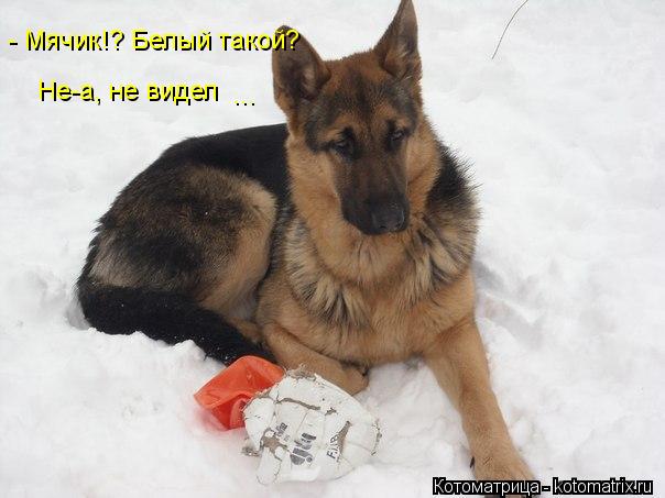 - Мячик!? Белый такой? Не-а, не видел ...... Котоматрица: - Мячик!? Белый такой? Не-а, не видел ...