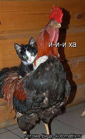 и-и-и ха... Котоматрица: и-и-и ха
