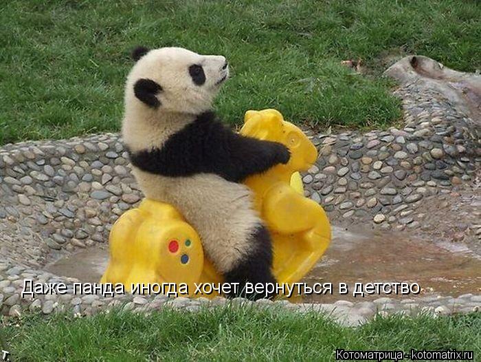 Котоматрица: Даже панда иногда хочет вернуться в детство
