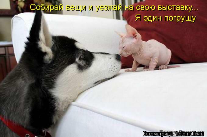 Собирай вещи и уезжай на свою выставку... Я один погрущу... Котоматрица: Собирай вещи и уезжай на свою выставку... Я один погрущу