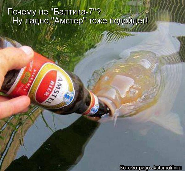 Почему не "Балтика-7"? Ну ладно,"Амстер" тоже подойдет!... Котоматрица: Почему не "Балтика-7"? Ну ладно,"Амстер" тоже подойдет!