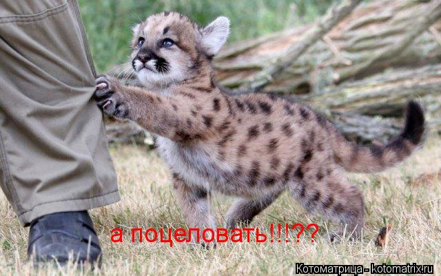 а поцеловать!!!??... Котоматрица: а поцеловать!!!??
