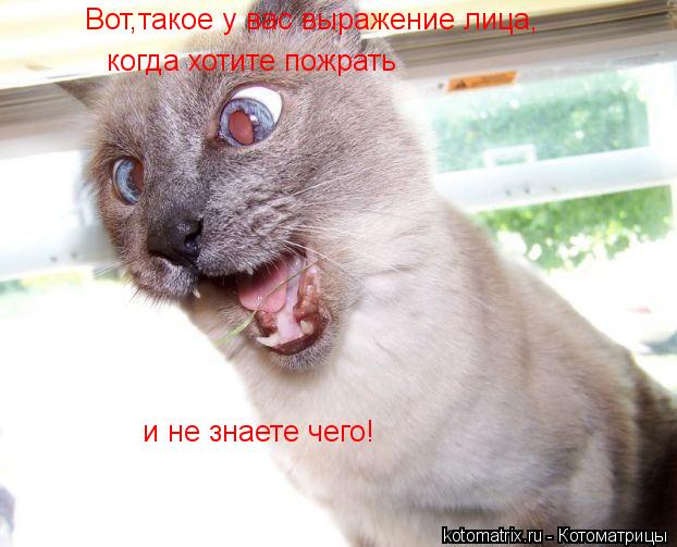 Вот,такое у вас выражение лица, когда хотите пожрать и не знаете чего!... Котоматрица: Вот,такое у вас выражение лица, когда хотите пожрать и не знаете чего!