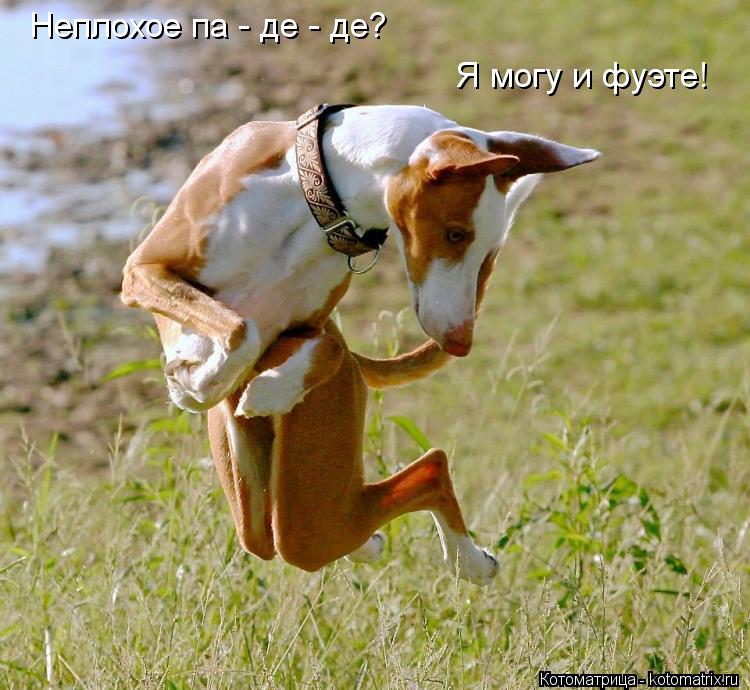 Неплохое па - де - де? Я могу и фуэте!... Котоматрица: Неплохое па - де - де? Я могу и фуэте!