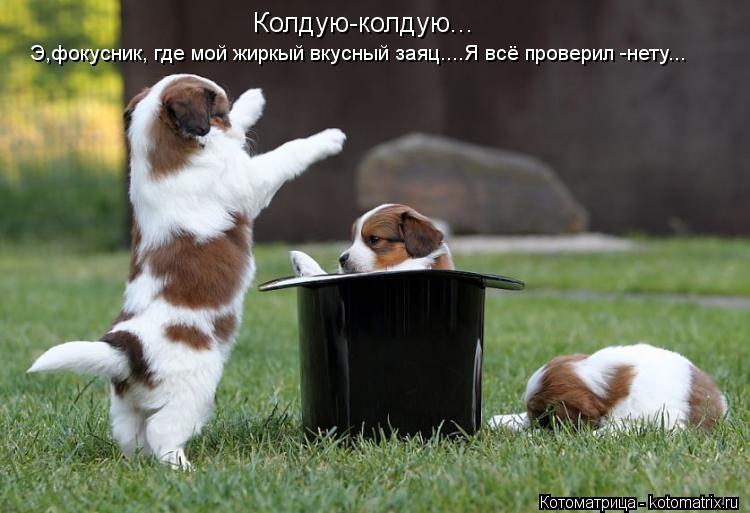Колдую-колдую... Э,фокусник, где мой жиркый вкусный заяц....Я всё проверил -нету...... Котоматрица: Колдую-колдую... Э,фокусник, где мой жиркый вкусный заяц....Я всё проверил -нету...