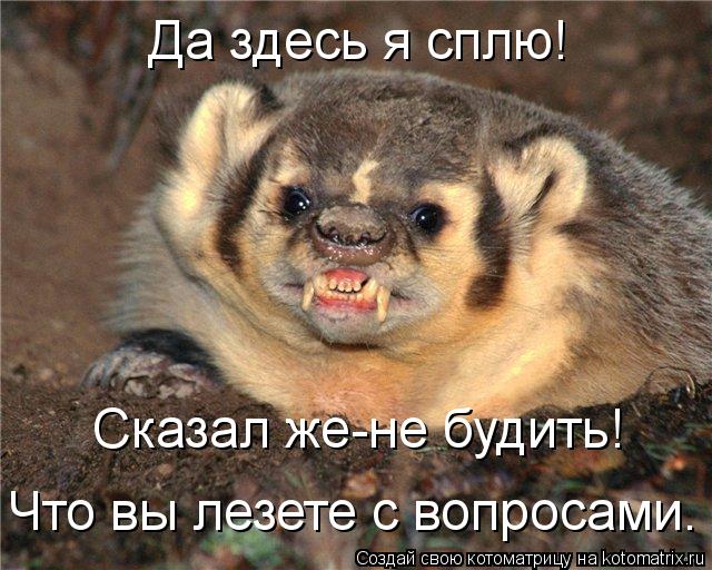 Да здесь я сплю! Сказал же-не будить! Что вы лезете с вопросами.... Котоматрица: Да здесь я сплю! Сказал же-не будить! Что вы лезете с вопросами.