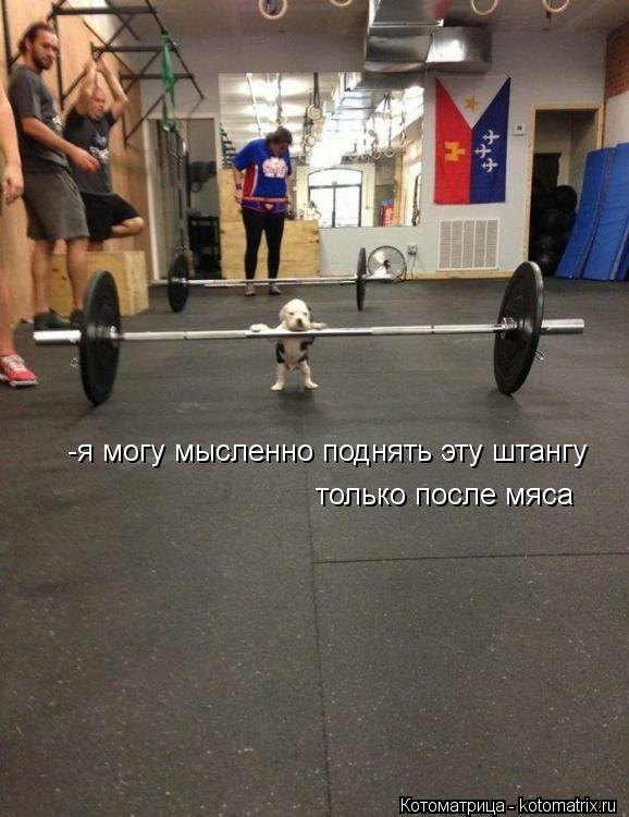 -я могу мысленно поднять эту штангу только после мяса... Котоматрица: -я могу мысленно поднять эту штангу только после мяса