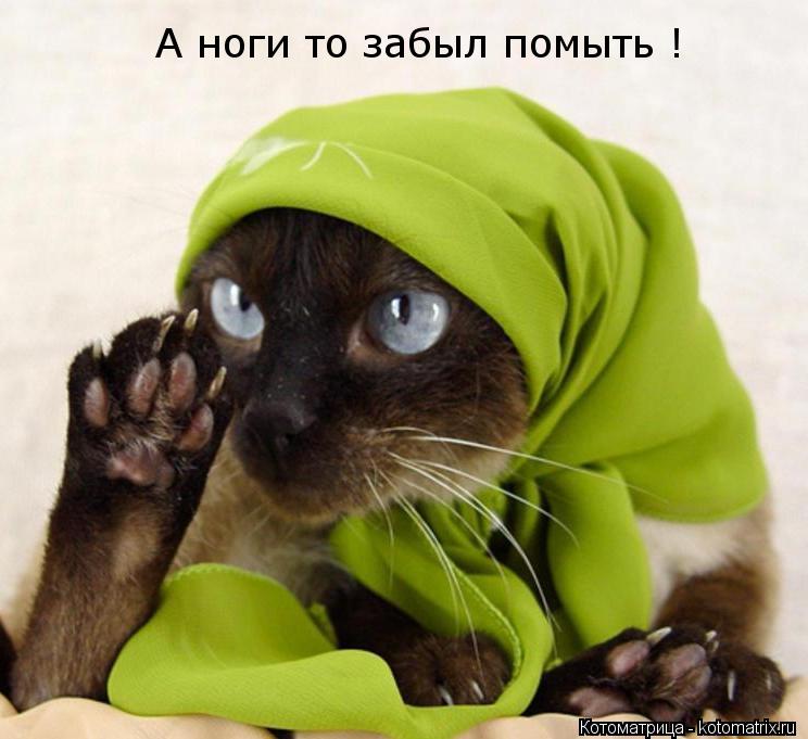 А ноги то забыл помыть !... Котоматрица: А ноги то забыл помыть !