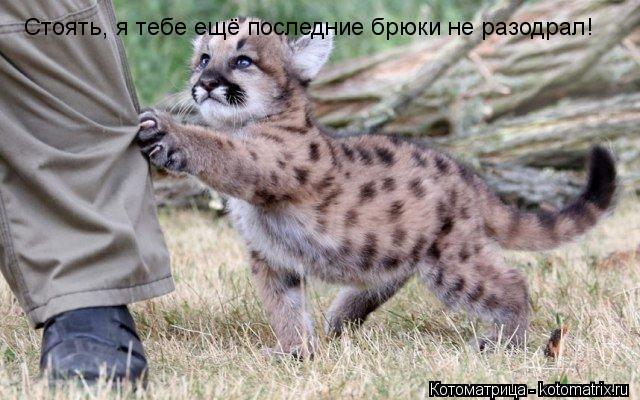 Стоять, я тебе ещё последние брюки не разодрал!... Котоматрица: Стоять, я тебе ещё последние брюки не разодрал!
